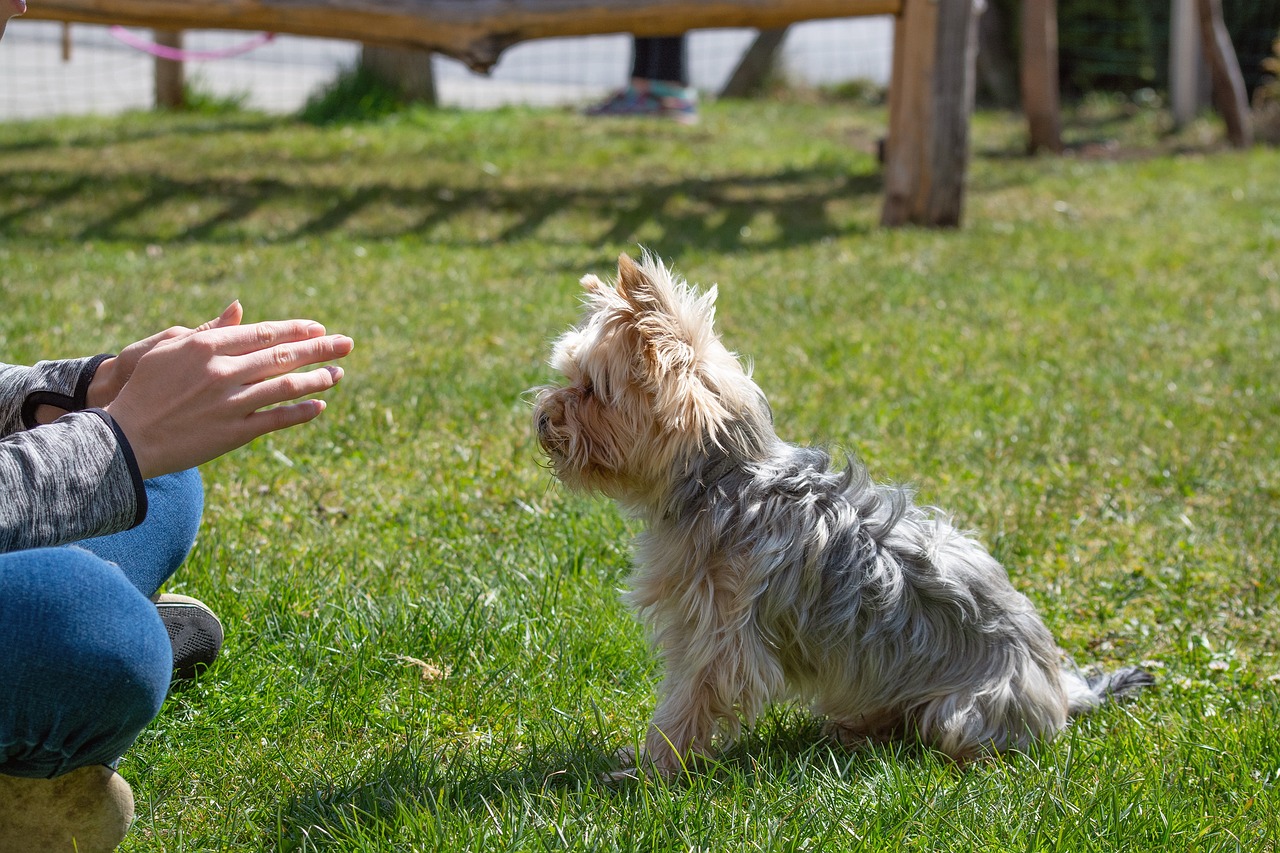 How to Train Your Pet for Obstacle Courses